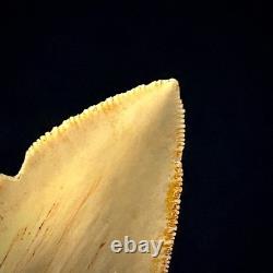 Indonesian Megalodon Shark Tooth 3.43 Real Unrestored Shark Teeth Fossils