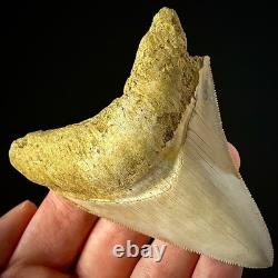 Indonesian Megalodon Shark Tooth 3.63 Real Unrestored Shark Teeth Fossils