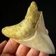 Indonesian Megalodon Shark Tooth 3.63 Real Unrestored Shark Teeth Fossils