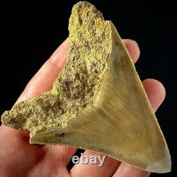 Indonesian Megalodon Shark Tooth 3.63 Real Unrestored Shark Teeth Fossils