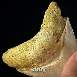 Indonesian Megalodon Shark Tooth 3.63 Real Unrestored Shark Teeth Fossils