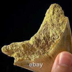 Indonesian Megalodon Shark Tooth 3.63 Real Unrestored Shark Teeth Fossils