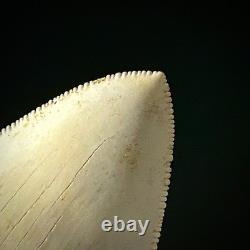 Indonesian Megalodon Shark Tooth 3.63 Real Unrestored Shark Teeth Fossils