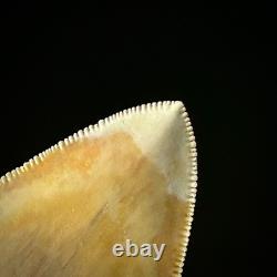 Indonesian Megalodon Shark Tooth 3.63 Real Unrestored Shark Teeth Fossils