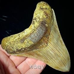 Indonesian Megalodon Shark Tooth 4.31 Real Unrestored Shark Teeth Fossils