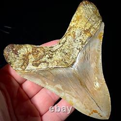 Indonesian Megalodon Shark Tooth 4.31 Real Unrestored Shark Teeth Fossils