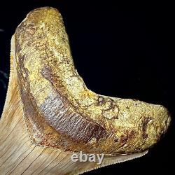 Indonesian Megalodon Shark Tooth 4.31 Real Unrestored Shark Teeth Fossils