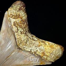 Indonesian Megalodon Shark Tooth 4.31 Real Unrestored Shark Teeth Fossils