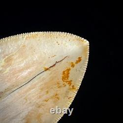 Indonesian Megalodon Shark Tooth 4.31 Real Unrestored Shark Teeth Fossils