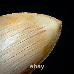 Indonesian Megalodon Shark Tooth 4.31 Real Unrestored Shark Teeth Fossils