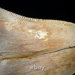 Indonesian Megalodon Shark Tooth 4.31 Real Unrestored Shark Teeth Fossils