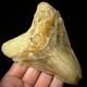 Indonesian Megalodon Shark Tooth 4.41 Real Unrestored Shark Teeth Fossils