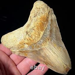 Indonesian Megalodon Shark Tooth 4.41 Real Unrestored Shark Teeth Fossils