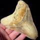 Indonesian Megalodon Shark Tooth 4.41 Real Unrestored Shark Teeth Fossils