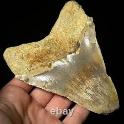 Indonesian Megalodon Shark Tooth 4.41 Real Unrestored Shark Teeth Fossils