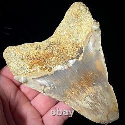 Indonesian Megalodon Shark Tooth 4.41 Real Unrestored Shark Teeth Fossils