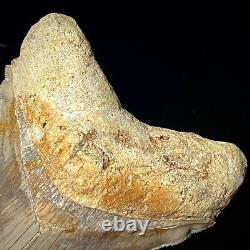 Indonesian Megalodon Shark Tooth 4.41 Real Unrestored Shark Teeth Fossils