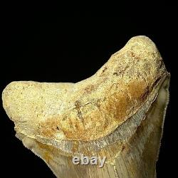Indonesian Megalodon Shark Tooth 4.41 Real Unrestored Shark Teeth Fossils