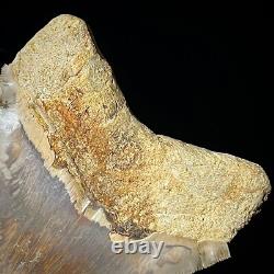 Indonesian Megalodon Shark Tooth 4.41 Real Unrestored Shark Teeth Fossils