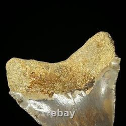 Indonesian Megalodon Shark Tooth 4.41 Real Unrestored Shark Teeth Fossils
