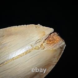 Indonesian Megalodon Shark Tooth 4.41 Real Unrestored Shark Teeth Fossils