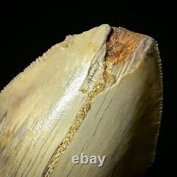 Indonesian Megalodon Shark Tooth 4.41 Real Unrestored Shark Teeth Fossils