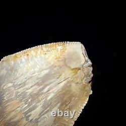 Indonesian Megalodon Shark Tooth 4.41 Real Unrestored Shark Teeth Fossils