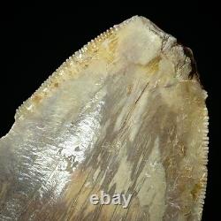 Indonesian Megalodon Shark Tooth 4.41 Real Unrestored Shark Teeth Fossils