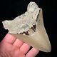 Indonesian Megalodon Shark Tooth 4.47 Real Unrestored Shark Teeth Fossils