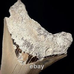 Indonesian Megalodon Shark Tooth 4.47 Real Unrestored Shark Teeth Fossils