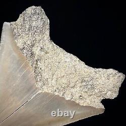 Indonesian Megalodon Shark Tooth 4.47 Real Unrestored Shark Teeth Fossils