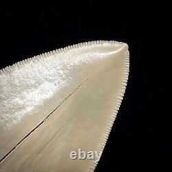 Indonesian Megalodon Shark Tooth 4.47 Real Unrestored Shark Teeth Fossils