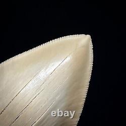 Indonesian Megalodon Shark Tooth 4.47 Real Unrestored Shark Teeth Fossils