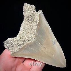Indonesian Megalodon Shark Tooth 4.47 Real Unrestored Shark Teeth Fossils