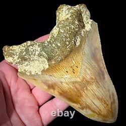 Indonesian Megalodon Shark Tooth 5.10 Real Unrestored Shark Teeth Fossils