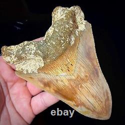 Indonesian Megalodon Shark Tooth 5.10 Real Unrestored Shark Teeth Fossils