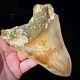 Indonesian Megalodon Shark Tooth 5.10 Real Unrestored Shark Teeth Fossils