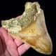 Indonesian Megalodon Shark Tooth 5.10 Real Unrestored Shark Teeth Fossils