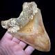 Indonesian Megalodon Shark Tooth 5.10 Real Unrestored Shark Teeth Fossils