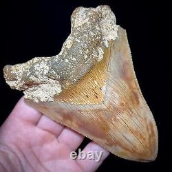 Indonesian Megalodon Shark Tooth 5.10 Real Unrestored Shark Teeth Fossils