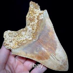 Indonesian Megalodon Shark Tooth 5.10 Real Unrestored Shark Teeth Fossils