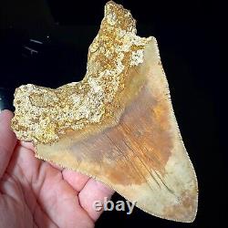 Indonesian Megalodon Shark Tooth 5.10 Real Unrestored Shark Teeth Fossils