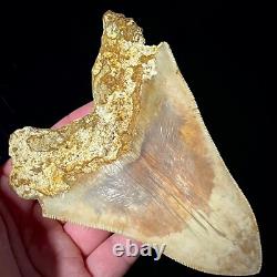 Indonesian Megalodon Shark Tooth 5.10 Real Unrestored Shark Teeth Fossils
