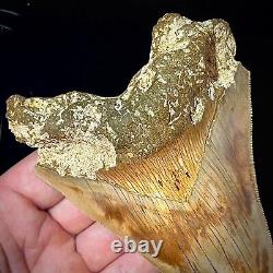 Indonesian Megalodon Shark Tooth 5.10 Real Unrestored Shark Teeth Fossils
