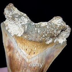 Indonesian Megalodon Shark Tooth 5.10 Real Unrestored Shark Teeth Fossils