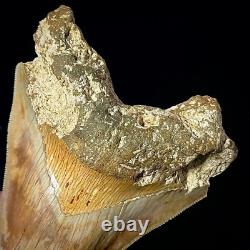 Indonesian Megalodon Shark Tooth 5.10 Real Unrestored Shark Teeth Fossils