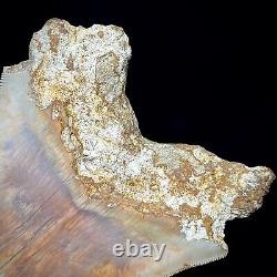 Indonesian Megalodon Shark Tooth 5.10 Real Unrestored Shark Teeth Fossils