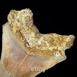 Indonesian Megalodon Shark Tooth 5.10 Real Unrestored Shark Teeth Fossils