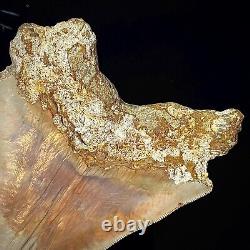 Indonesian Megalodon Shark Tooth 5.10 Real Unrestored Shark Teeth Fossils