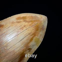 Indonesian Megalodon Shark Tooth 5.10 Real Unrestored Shark Teeth Fossils